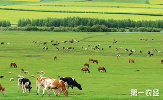 2018年呼和浩特市畜牧业工作会议召开加快转变畜牧业生产方式 畜牧信息 ...