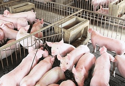 农业部出举措控制猪价急跌